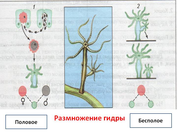 Кракен торговая площадка даркнет